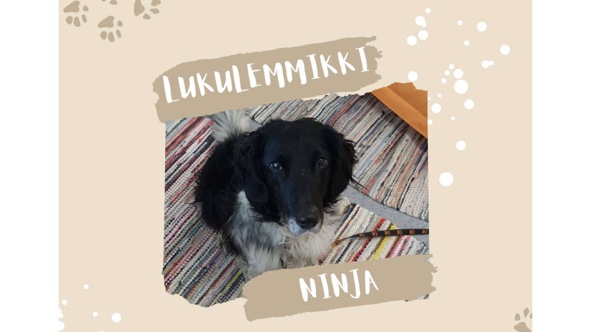 Lukulemmikki Ninja