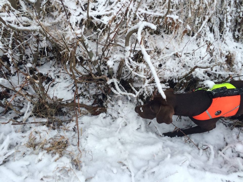 Kuvassa koira haistelee talvisessa metsässä riistalintua.