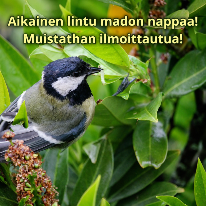 Kuvassa on talitiainen, joka on napannut madon. Kuvassa lukee teksti "Aikainen lintu madon nappaa! Muistathan ilmoittautua"